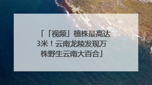 「视频」植株最高达3米！云南龙陵发现万株野生云南大百合