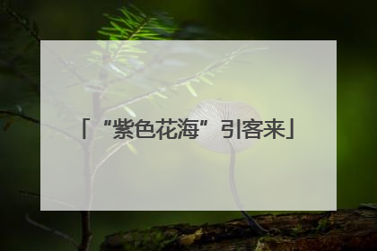 “紫色花海”引客来