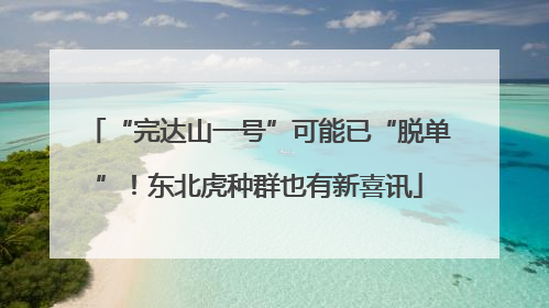 “完达山一号”可能已“脱单”！东北虎种群也有新喜讯