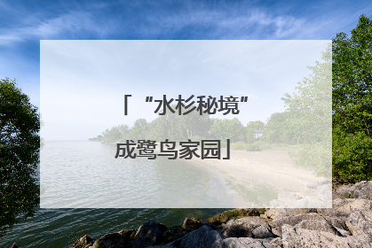 “水杉秘境”成鹭鸟家园