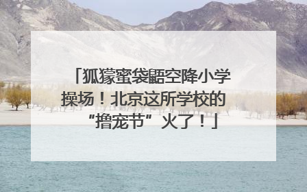 狐獴蜜袋鼯空降小学操场！北京这所学校的“撸宠节”火了！