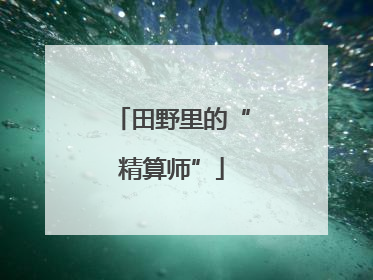 田野里的“精算师”