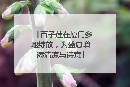 百子莲在厦门多地绽放，为盛夏增添清凉与诗意