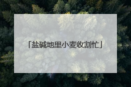 盐碱地里小麦收割忙