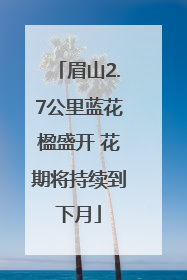 眉山2.7公里蓝花楹盛开 花期将持续到下月
