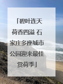 碧叶连天 荷香四溢 石家庄多座城市公园迎来最佳赏荷季