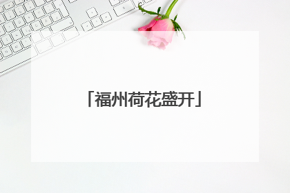 福州荷花盛开