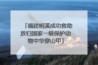 福建明溪成功救助放归国家一级保护动物中华穿山甲