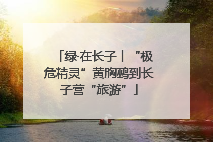 绿·在长子丨“极危精灵”黄胸鹀到长子营“旅游”