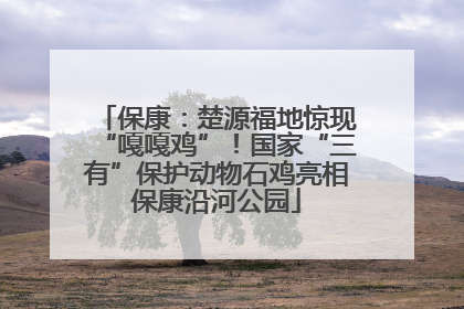 保康：楚源福地惊现“嘎嘎鸡”！国家“三有”保护动物石鸡亮相保康沿河公园