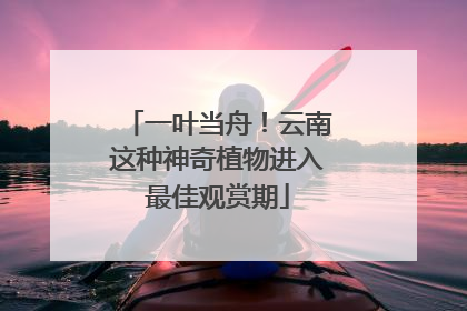一叶当舟！云南这种神奇植物进入最佳观赏期