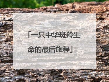一只中华斑羚生命的最后旅程