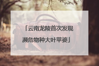 云南龙陵首次发现濒危物种大叶苹婆