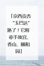 京西贡杏“玉巴达”熟了！它将牵手故宫、香山、颐和园
