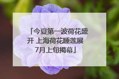 今夏第一波荷花盛开 上海荷花睡莲展7月上旬揭幕