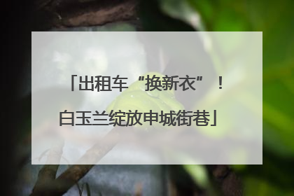 出租车“换新衣”！白玉兰绽放申城街巷