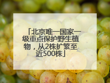北京唯一国家一级重点保护野生植物，从2株扩繁至近500株