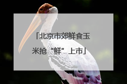 北京市郊鲜食玉米抢“鲜”上市