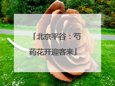 北京平谷：芍药花开迎客来