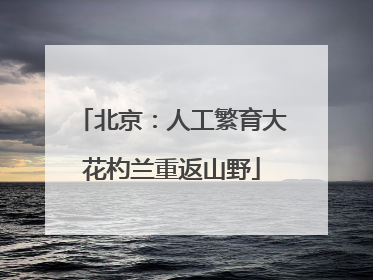 北京：人工繁育大花杓兰重返山野