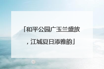 和平公园广玉兰盛放，江城夏日添雅韵