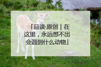品读·原创｜在这里，永远想不出会遇到什么动物