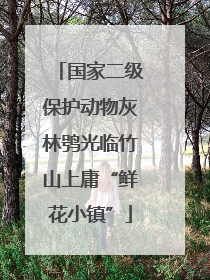 国家二级保护动物灰林鸮光临竹山上庸“鲜花小镇”