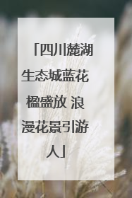 四川麓湖生态城蓝花楹盛放 浪漫花景引游人