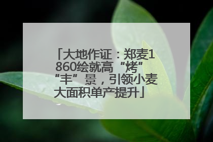大地作证：郑麦1860绘就高“烤”“丰”景，引领小麦大面积单产提升