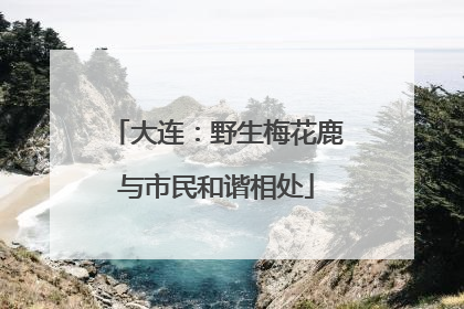 大连：野生梅花鹿与市民和谐相处