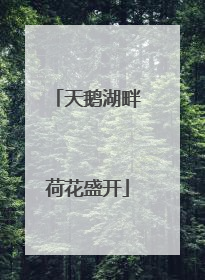 天鹅湖畔荷花盛开