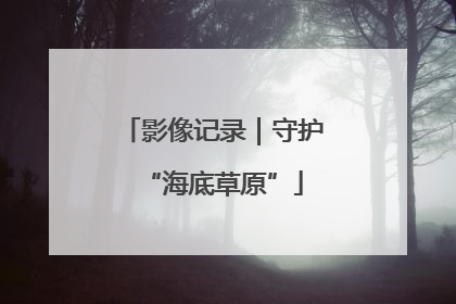 影像记录｜守护“海底草原”