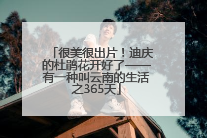很美很出片！迪庆的杜鹃花开好了——有一种叫云南的生活之365天