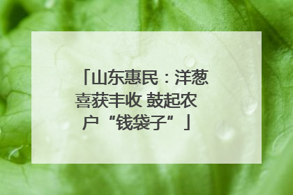 山东惠民：洋葱喜获丰收 鼓起农户“钱袋子”