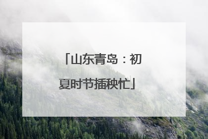 山东青岛：初夏时节插秧忙