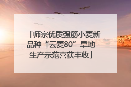 师宗优质强筋小麦新品种“云麦80”旱地生产示范喜获丰收