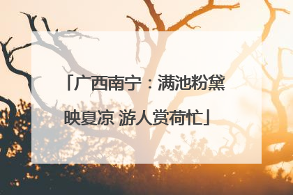 广西南宁：满池粉黛映夏凉 游人赏荷忙