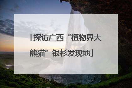 探访广西“植物界大熊猫”银杉发现地