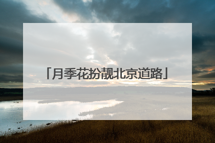 月季花扮靓北京道路