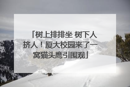 树上排排坐 树下人挤人！厦大校园来了一窝猫头鹰引围观