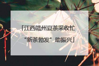 江西赣州夏茶采收忙 “新茶勃发”助振兴