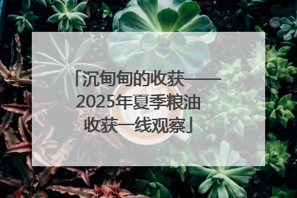 沉甸甸的收获——2025年夏季粮油收获一线观察