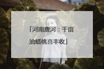 河南唐河：千亩油蟠桃喜丰收