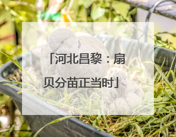 河北昌黎：扇贝分苗正当时