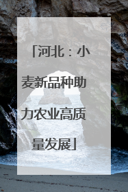 河北：小麦新品种助力农业高质量发展