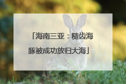 海南三亚：糙齿海豚被成功放归大海
