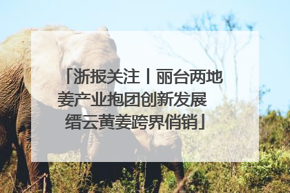 浙报关注丨丽台两地姜产业抱团创新发展 缙云黄姜跨界俏销