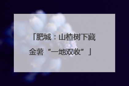 肥城：山楂树下藏金薯“一地双收”