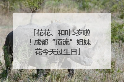 花花、和叶5岁啦！成都“顶流”姐妹花今天过生日