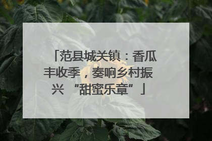 范县城关镇：香瓜丰收季，奏响乡村振兴 “甜蜜乐章”